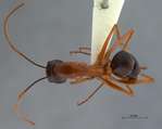 Camponotus festinus Smith, 1857 dorsal
