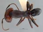 Camponotus gilviceps Roger, 1857 dorsal