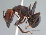Camponotus gilviceps Roger, 1857 lateral