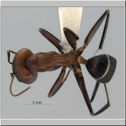 Camponotus haberi Forel, 1911 dorsal