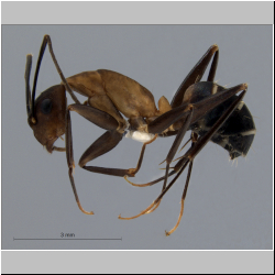Camponotus haberi Forel, 1911 lateral