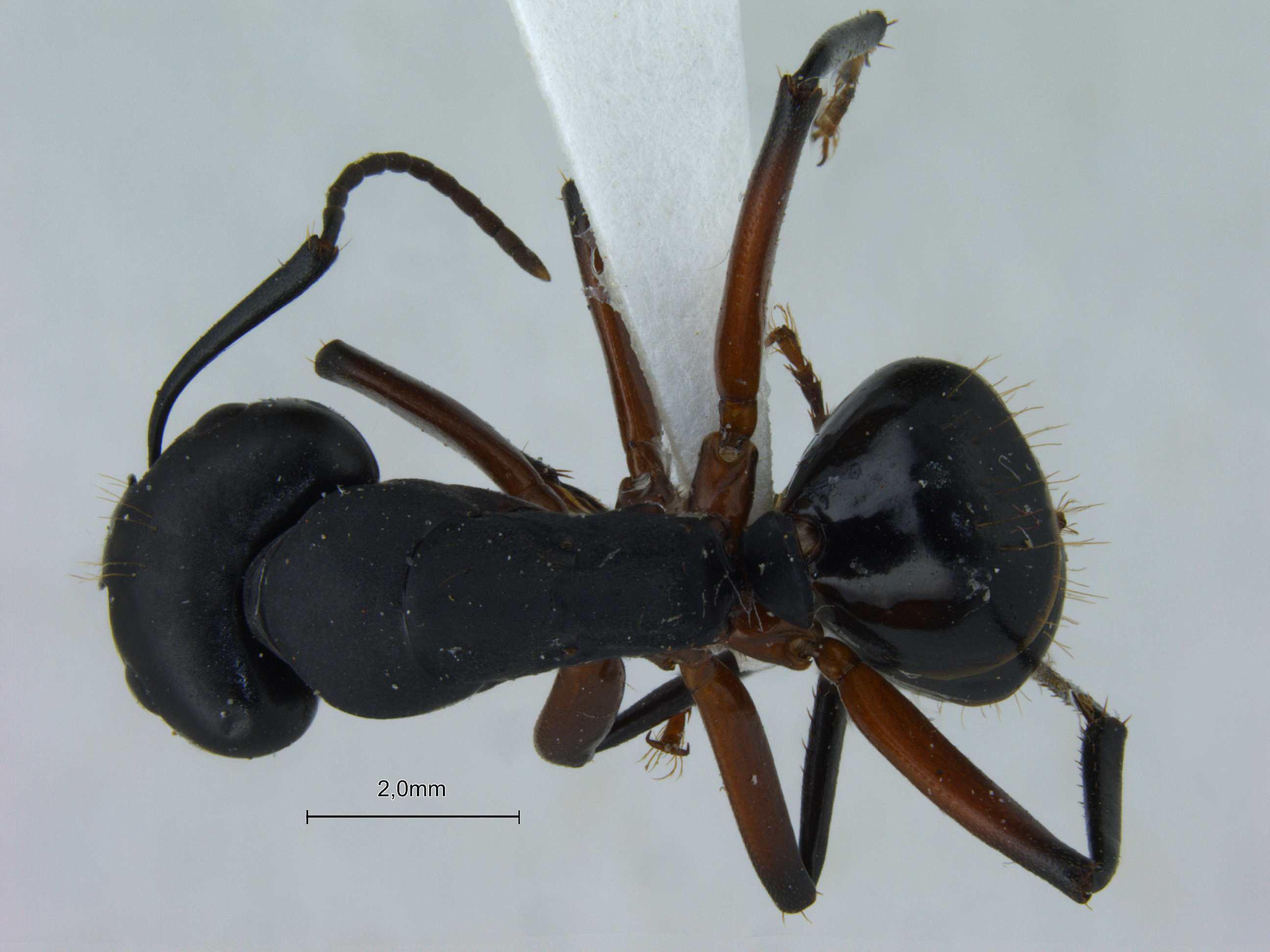 Foto Camponotus himalayanus Forel, 1893 dorsal