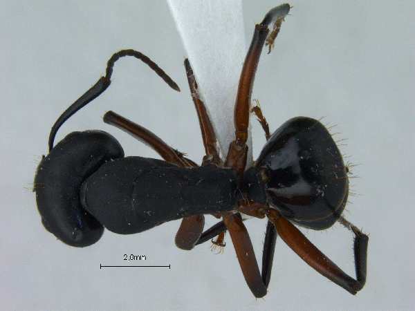 Camponotus himalayanus Forel, 1893 dorsal