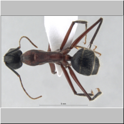 Camponotus innexus Forel, 1902 dorsal