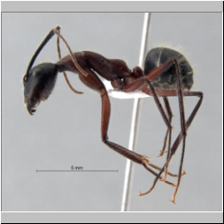 Camponotus innexus Forel, 1902 lateral