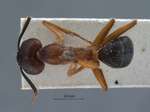 Camponotus irritans pallidus Smith, 1857 dorsal