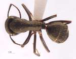 Camponotus japonicus Mayr,1866 dorsal