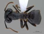 Camponotus korthalsiae Emery, 1887 dorsal