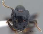 Camponotus korthalsiae Emery, 1887 frontal