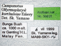 Camponotus korthalsiae Emery, 1887 Label