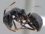 Camponotus korthalsiae Emery, 1887 lateral