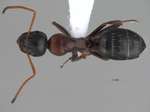 Camponotus kurdistanicus Emery, 1898 dorsal