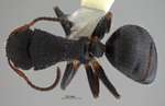 Camponotus lasiselene Wang & Wu, 1994 dorsal