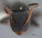 Camponotus lasiselene Wang & Wu, 1994 frontal