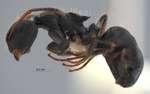 Camponotus lasiselene Wang & Wu, 1994 lateral
