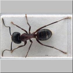 Camponotus ligniperda dorsal