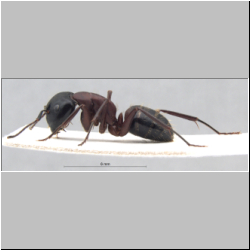 Camponotus ligniperda lateral
