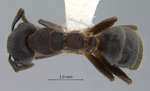 Camponotus megalonyx Wheeler, 1919 dorsal