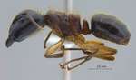 Camponotus megalonyx Wheeler, 1919 lateral