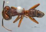 Camponotus misturus fornaronis Forel, 1892 dorsal