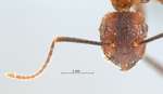 Camponotus misturus Smith, 1857 frontal