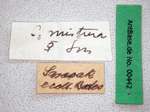 Camponotus misturus Smith, 1857 Label