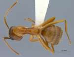 Camponotus moeschi Forel, 1910 dorsal