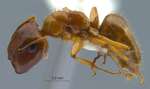 Camponotus moeschi Forel, 1910 lateral