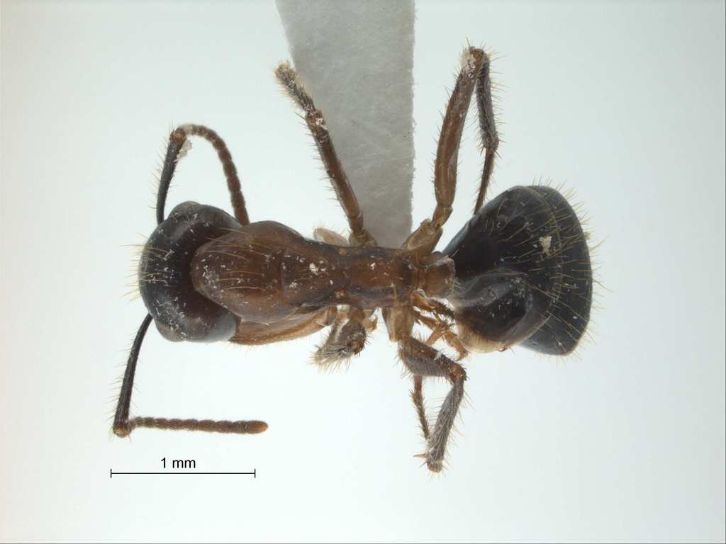 Foto Camponotus rufifemur Emery,1900 dorsal