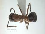 Camponotus rufifemur Emery,1900 dorsal
