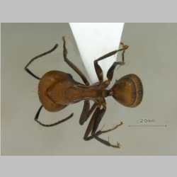 Camponotus nicobarensis Mayr, 1865 dorsal
