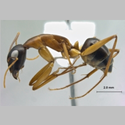 Camponotus oasium Forel, 1890 lateral