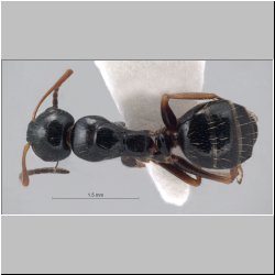 Camponotus piceus (Leach, 1825) dorsal