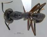 Camponotus rufifemur Emery,1900 dorsal