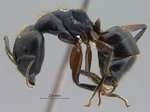 Camponotus rufifemur Emery,1900 lateral