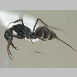 Camponotus rufoglaucus Jerdon, 1851 lateral
