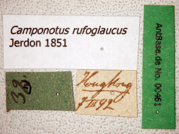 Foto Camponotus rufoglaucus Jerdon, 1851 Label