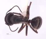Camponotus sachalinensis Forel, 1904 dorsal
