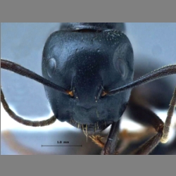 Camponotus sachalinensis Forel, 1904 frontal