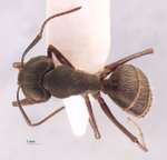 Camponotus saxatilis Ruzsky, 1895 dorsal