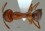 Camponotus shaqualavensis Pisarski, 1971 dorsal