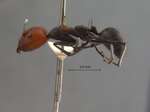 Camponotus singularis Smith, 1858 lateral