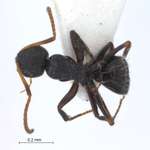 Camponotus 76 dorsal