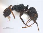 Camponotus 76 lateral