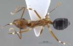 Camponotus striatipes Dumpert, 1995 dorsal