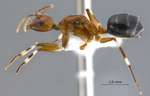 Camponotus striatipes Dumpert, 1995 lateral