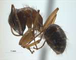 Camponotus arrogans Smith, 1858 lateral
