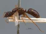 Camponotus tenuipes Smith, 1857 lateral