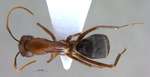 Camponotus turkestanicus Emery, 1887 dorsal