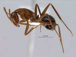 Camponotus turkestanicus Emery, 1887 lateral
